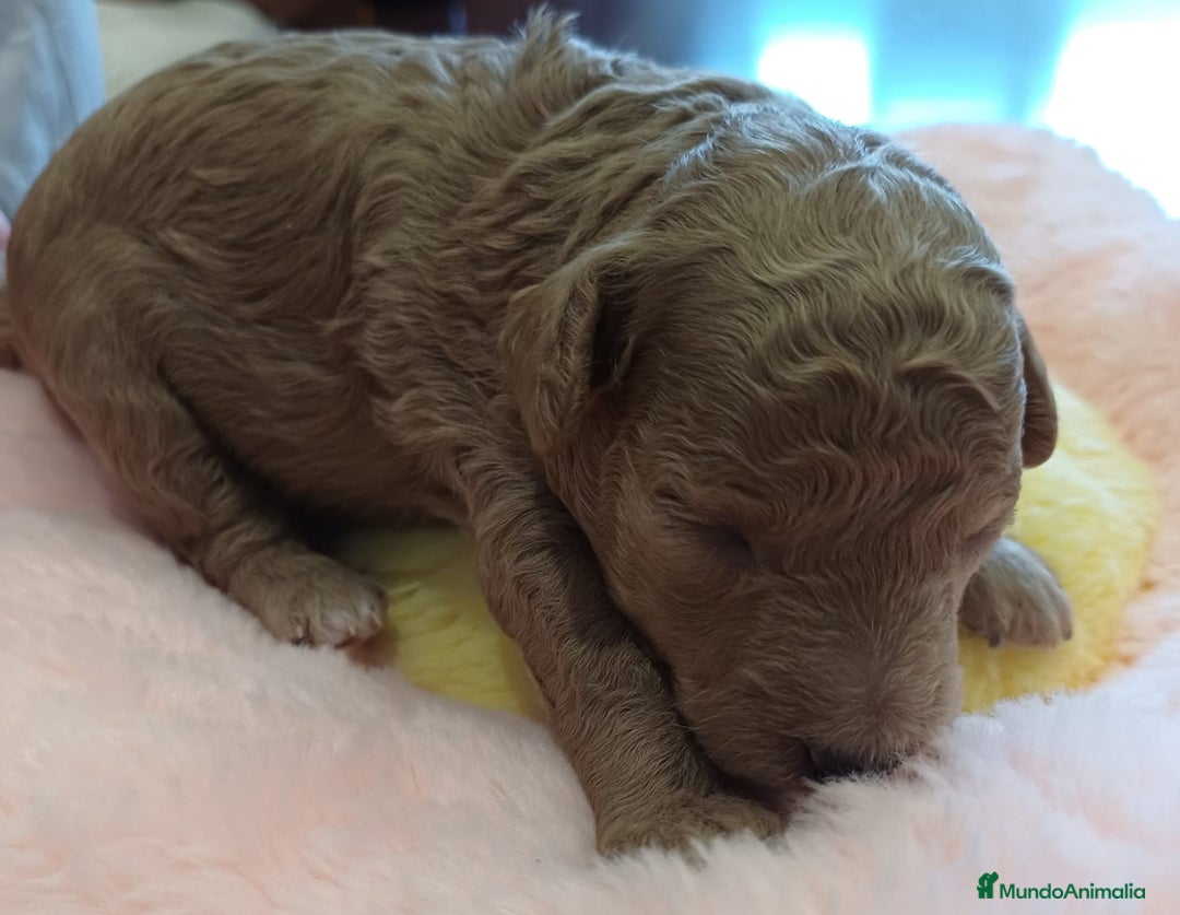 Caniche Toy perros en venta: Caniches toy mini - Imagen 5