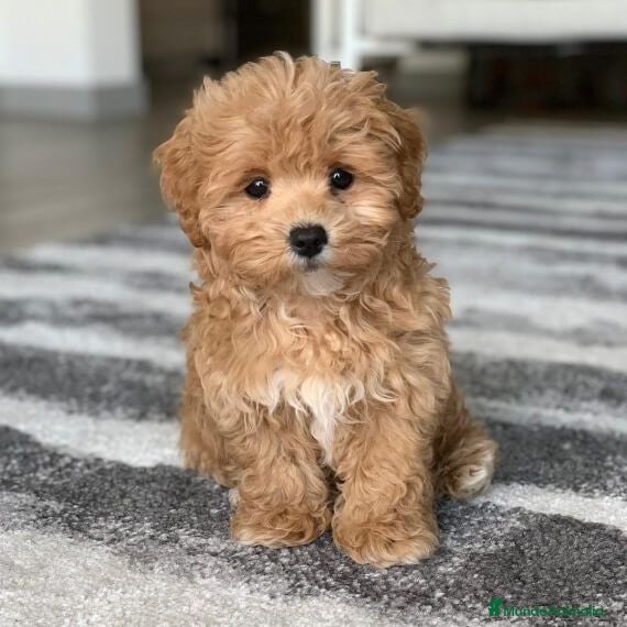 Maltipoo perros maltipoo  - Anuncio 1