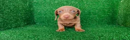 Teckel Miniatura perros en venta: Teckel miniatura  - Anuncio 21