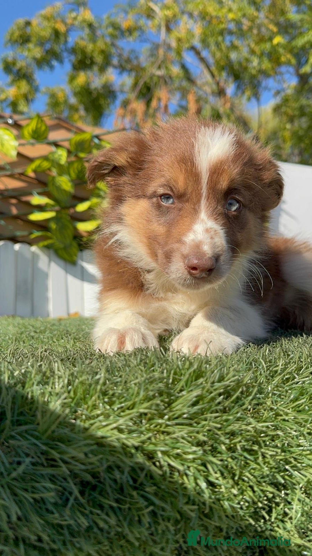 Border Collie perros en venta: BORDER COLLIE - Anuncio 25