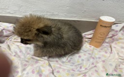 Pomerania perros en venta: Lulu pomerania mini toy  - Imagen 14