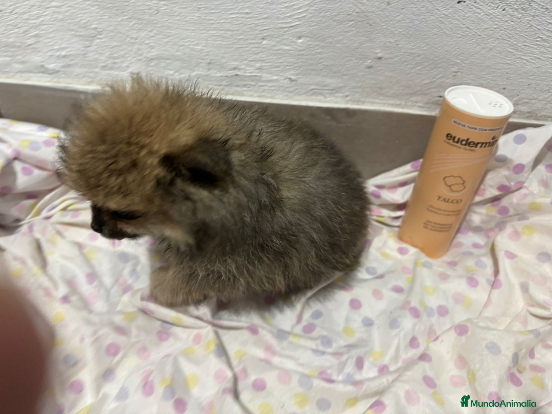 Pomerania perros en venta: Lulu pomerania mini toy  - Imagen 14