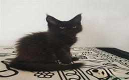 Maine Coon gatos en venta: Mainecoon alta calidad Malaga en Madrid - Imagen 3