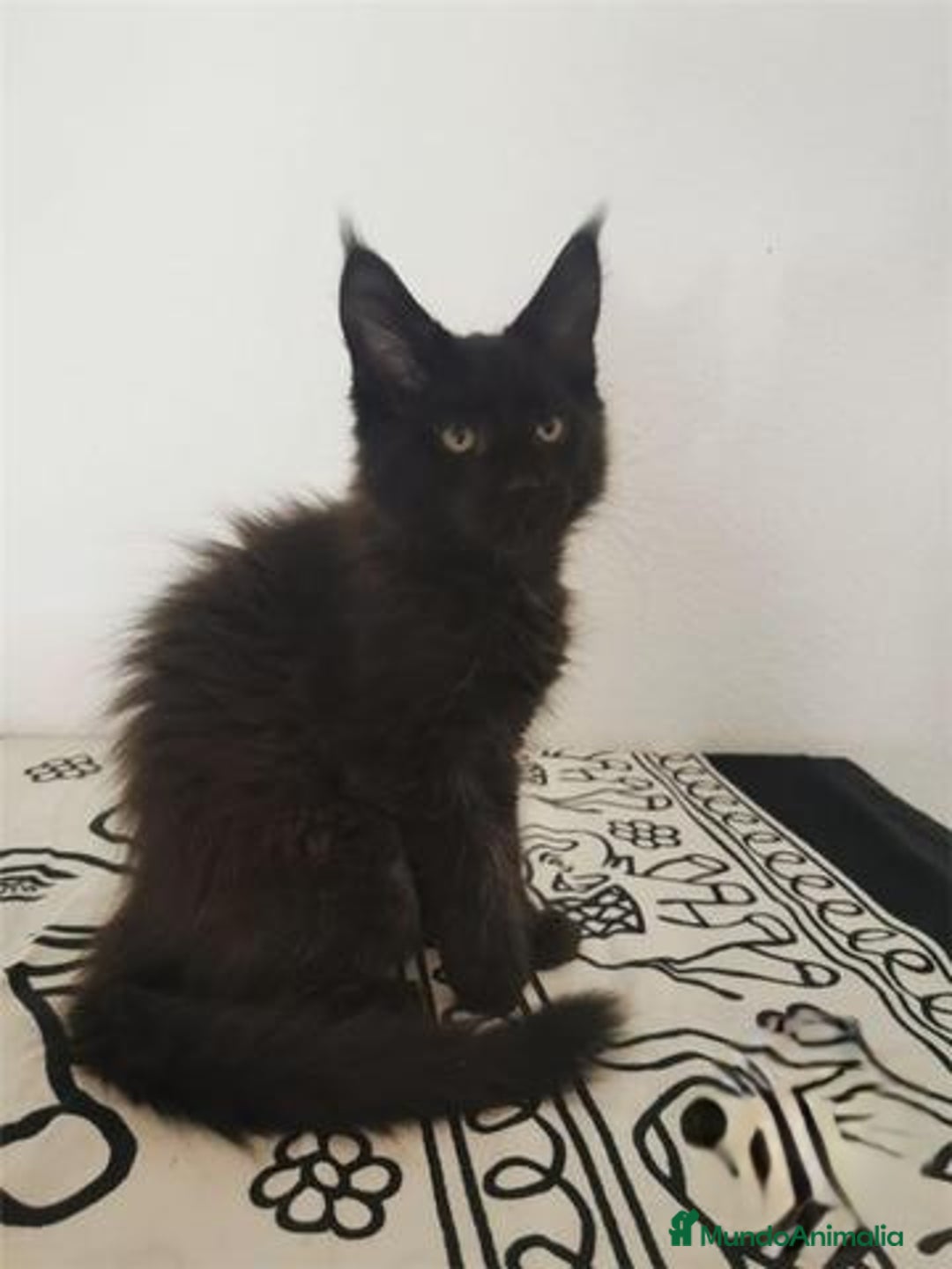 Maine Coon gatos en venta: Mainecoon alta calidad Malaga en Madrid - Imagen 3
