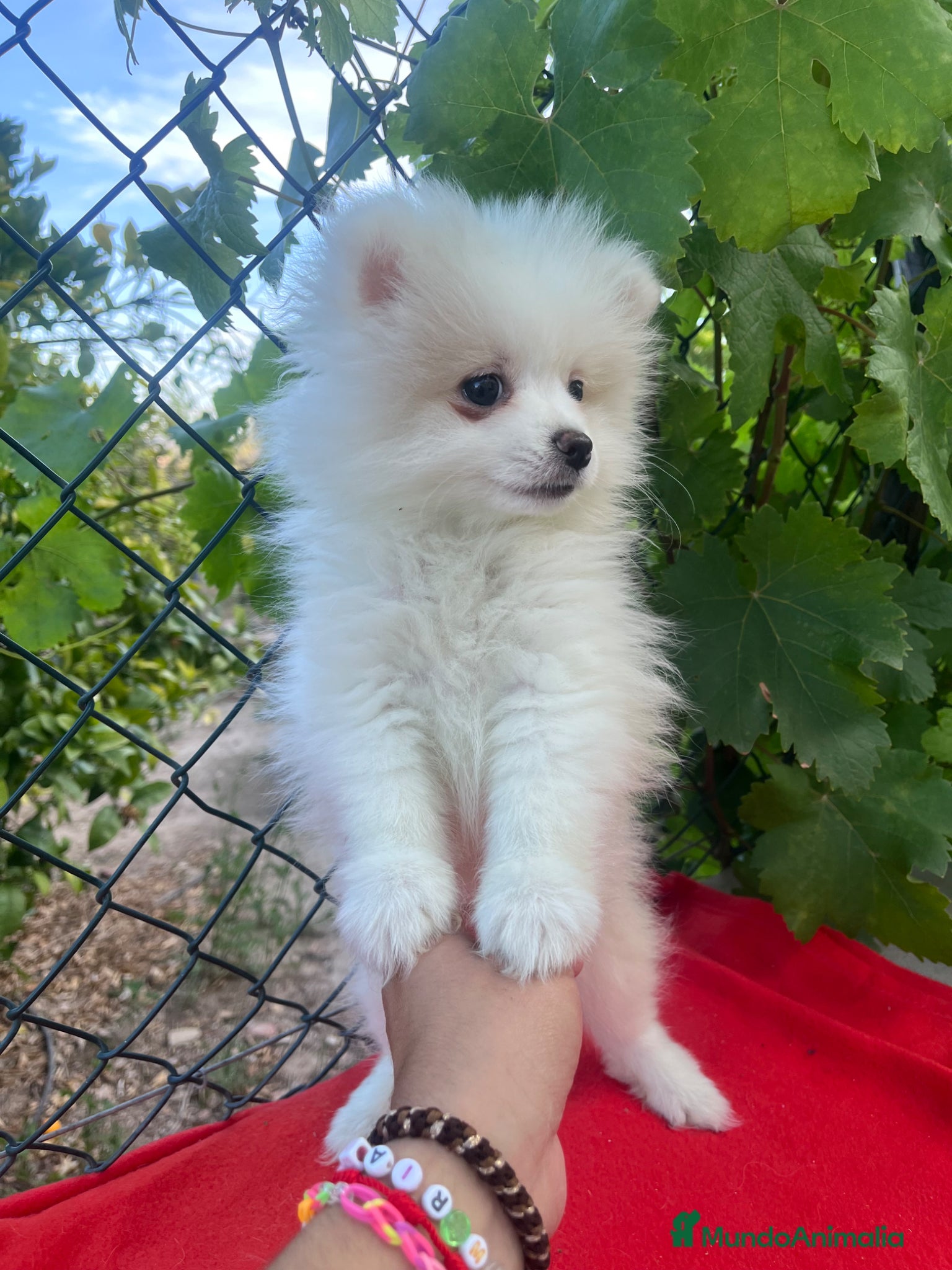 Pomerania perros PRECIOSO POMERANIA RUSO - Anuncio 1