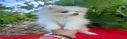 Pomerania perros en venta: PRECIOSO POMERANIA RUSO - Anuncio 1