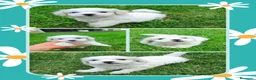 Bichón Maltés perros en venta: Bichoncitos Únicos - Anuncio 2