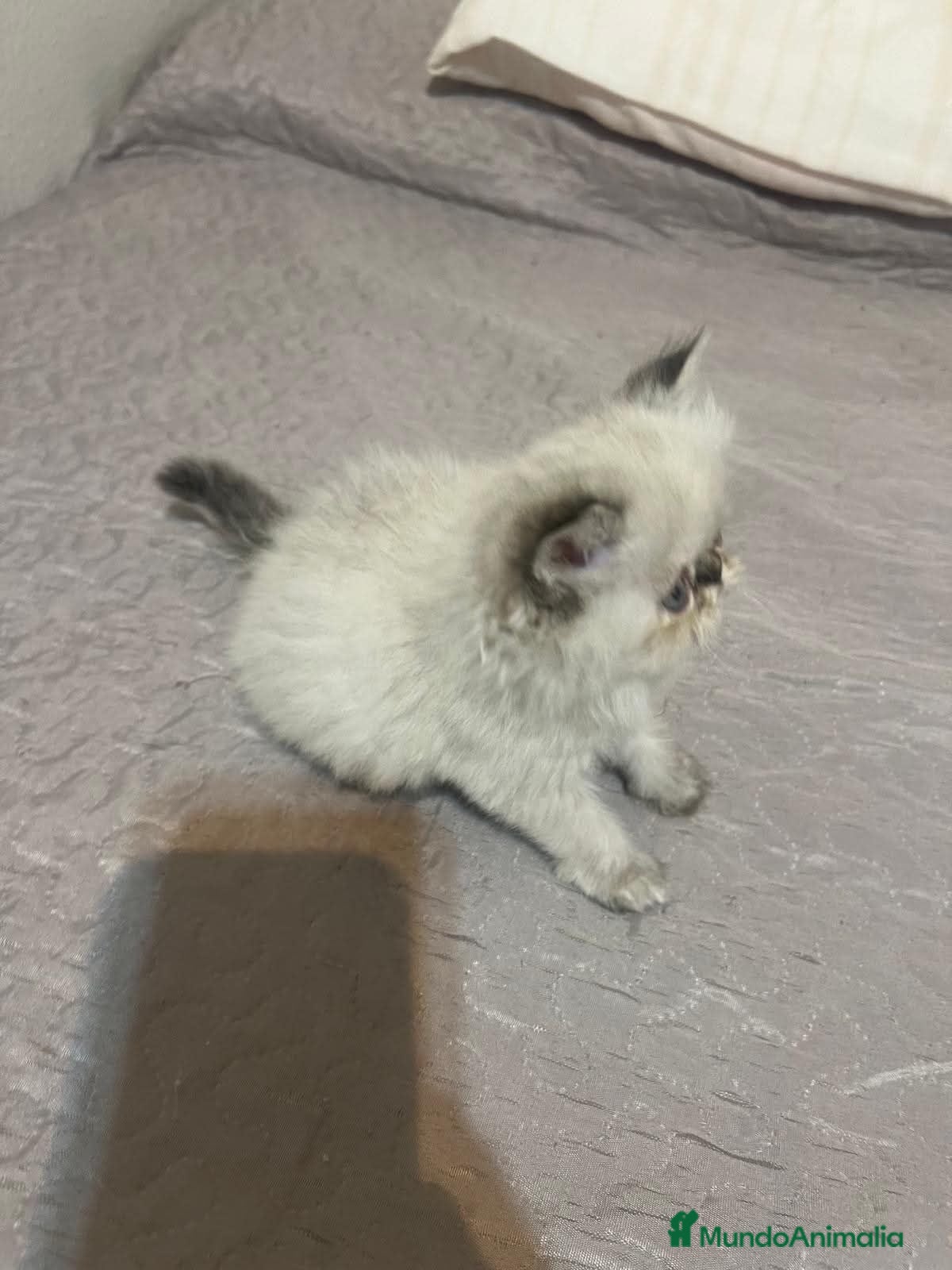Persa gatos Persa - Anuncio 24