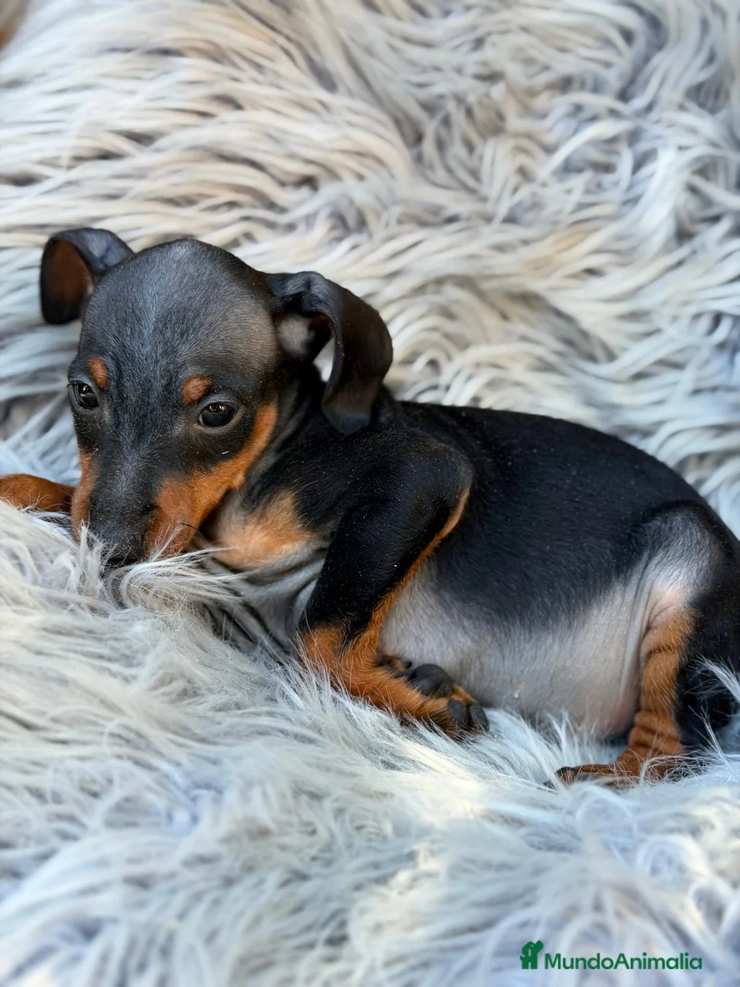 Pinscher Miniatura perros en venta: Mini pinscher macho🐾💙 - Anuncio 3