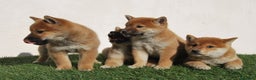 Shiba Inu perros en venta: Shiba inu del alto del pago en Madrid - Anuncio 3