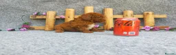 Caniche Toy perros en venta: PRECIOSOS CANICHE  ROJO LINEA TOY  - Anuncio 18