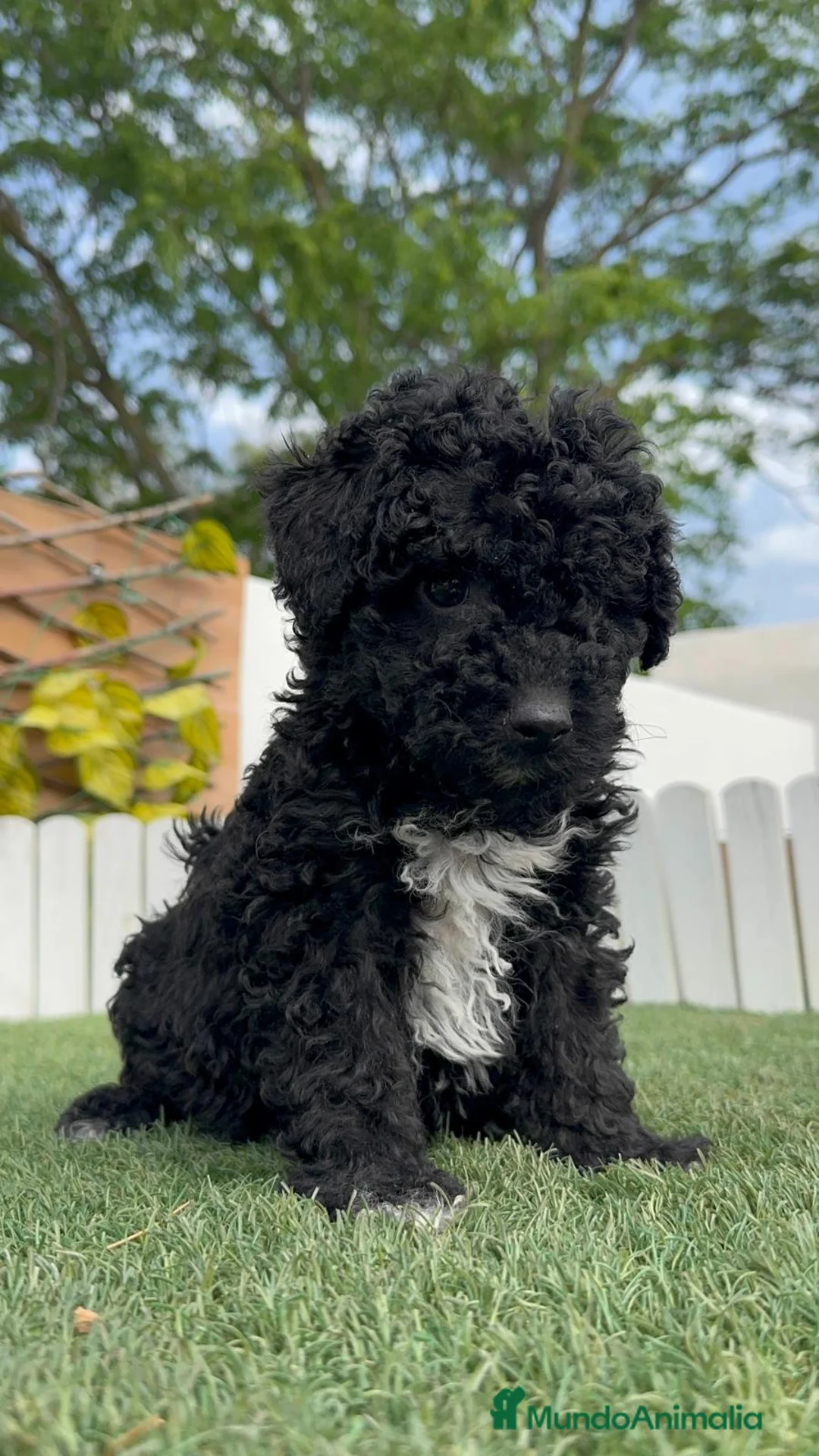 Perro de Agua Español perros en venta: PERRO DE AGUA ESPAÑOL - Anuncio 2