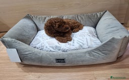Caniche Enano perros en venta: Caniches - Imagen 3