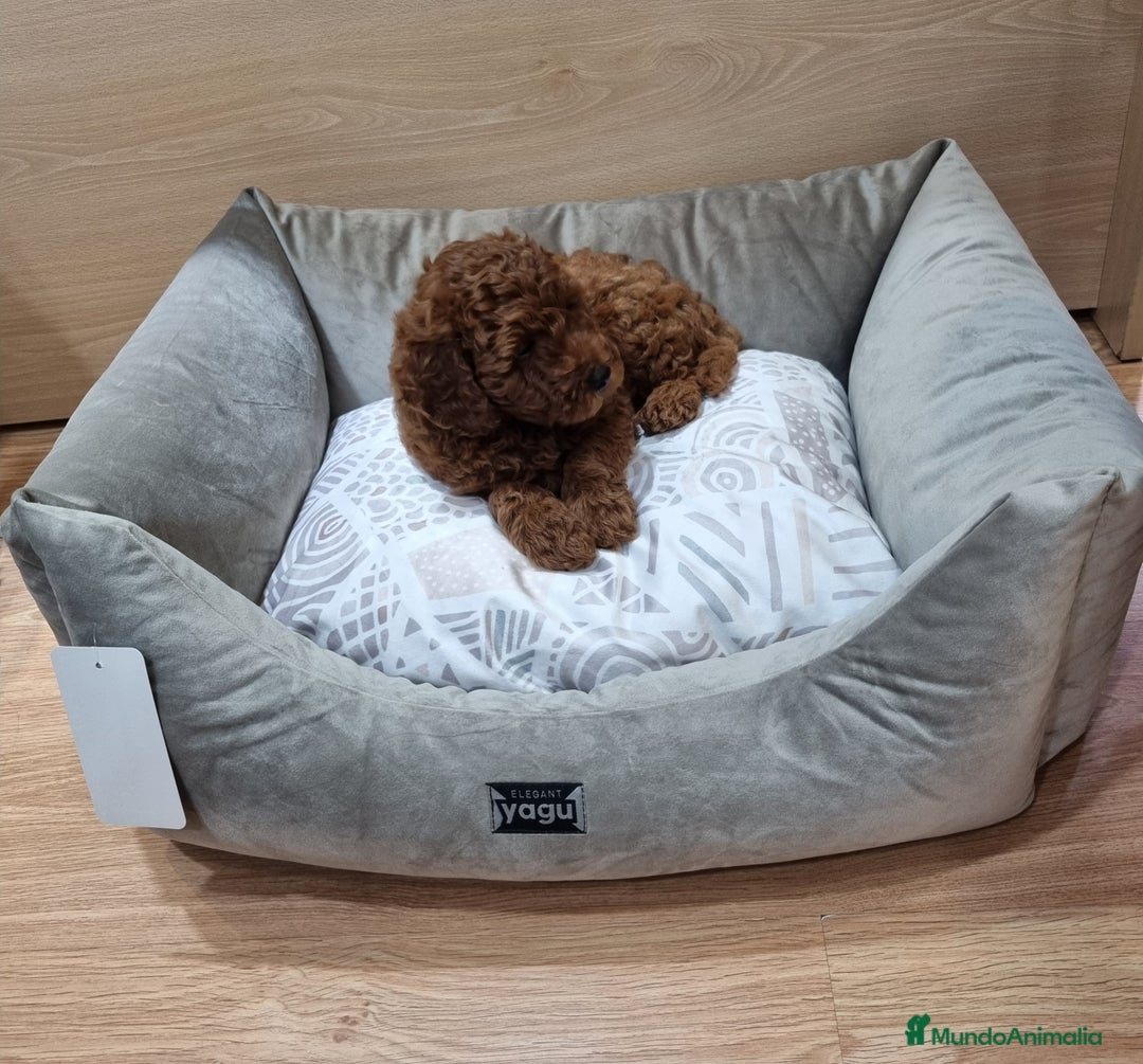 Caniche Enano perros en venta: Caniches - Imagen 3