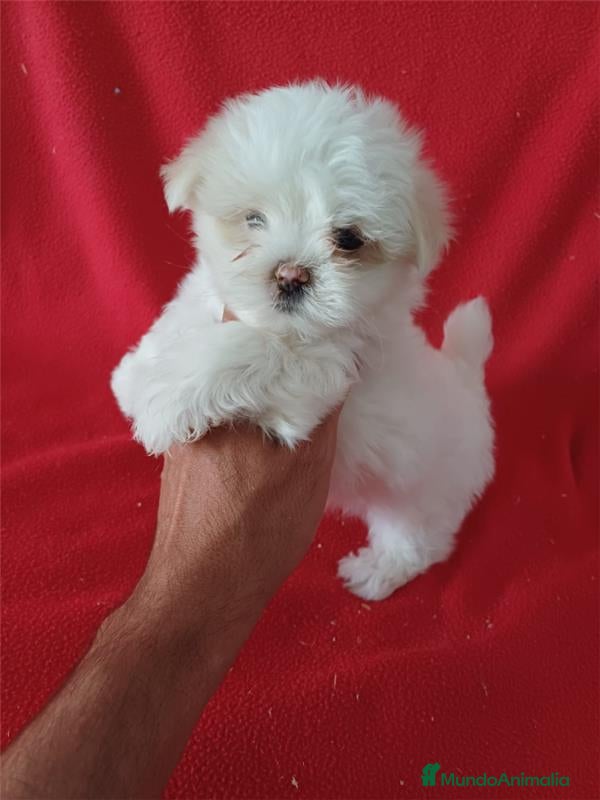 Bichón Maltés perros Bichon Maltés Americano  - Anuncio 2