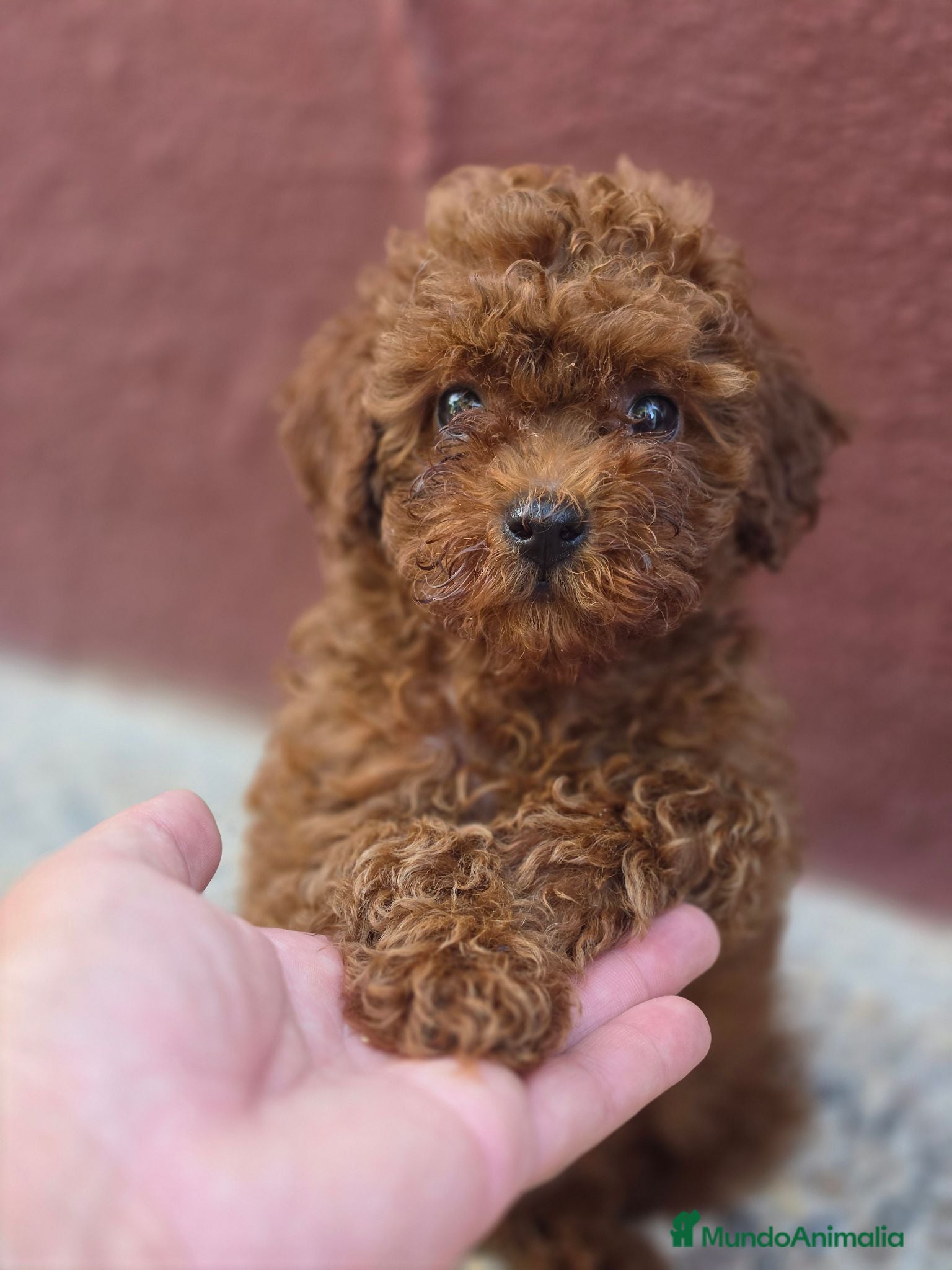 Caniche Toy perros Caniche toy rojo hembra - Anuncio 3