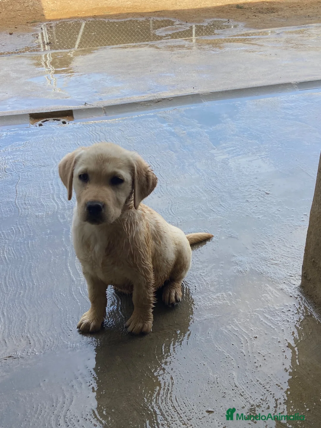 Labrador Retriever perros en venta: Cachorros de Labrador - Anuncio 4