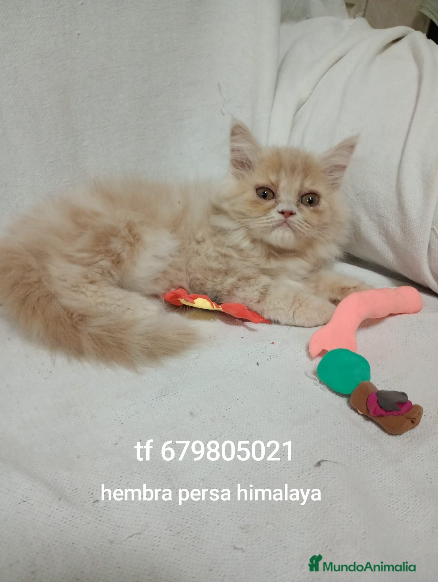 Exótico de Pelo Largo gatos Gatito exótico - Anuncio 1