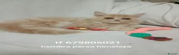 Exótico de Pelo Largo gatos en venta: Gatito exótico - Anuncio 1