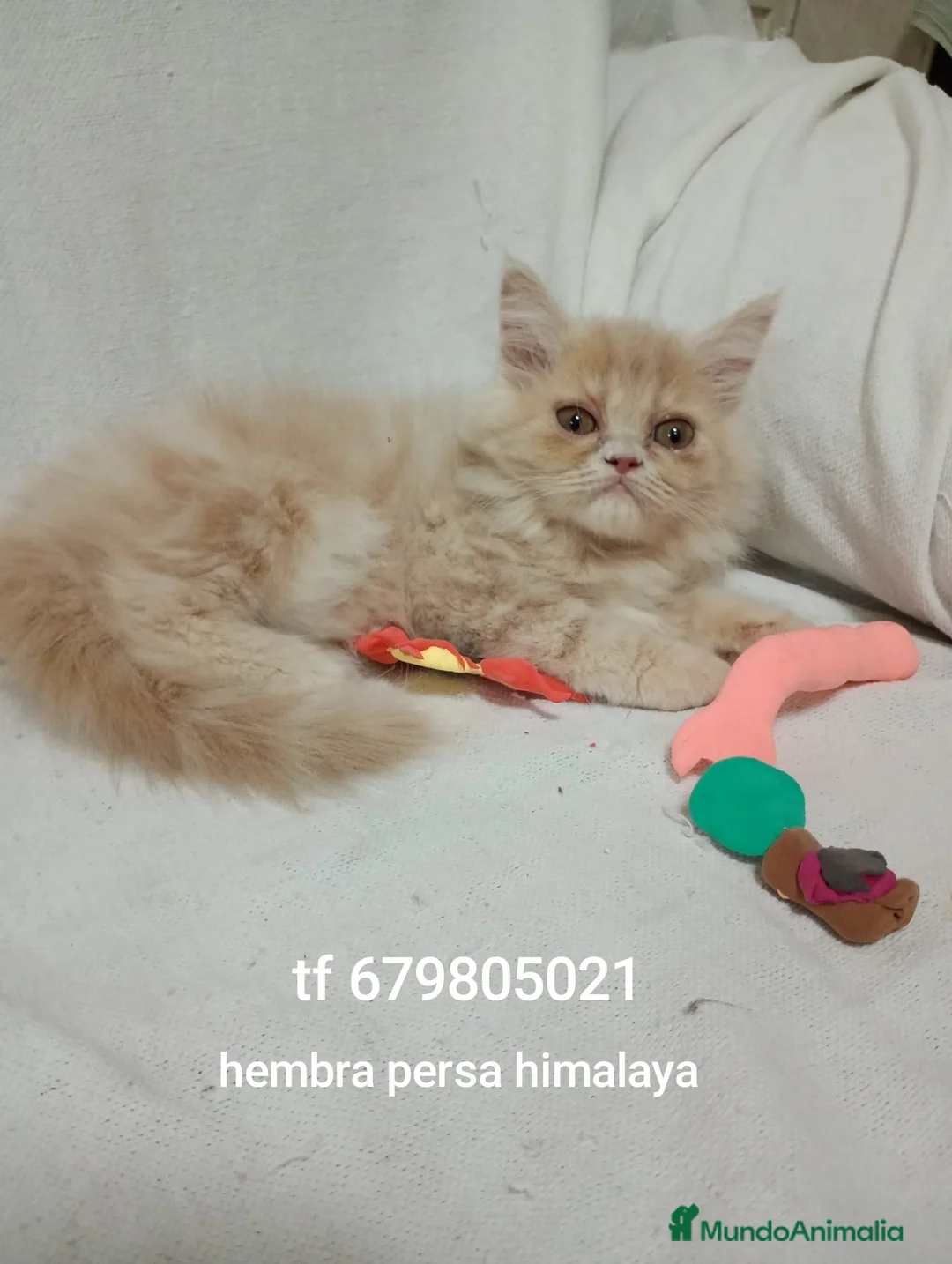 Exótico de Pelo Largo gatos en venta: Gatito exótico - Anuncio 1