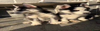 Husky Siberiano 3