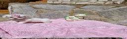 Bichón Maltés perros en venta: Bichón Maltés  - Anuncio 4