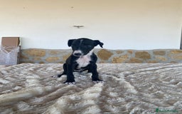 Galgo Español perros en venta: Galgo español machos - Imagen 5