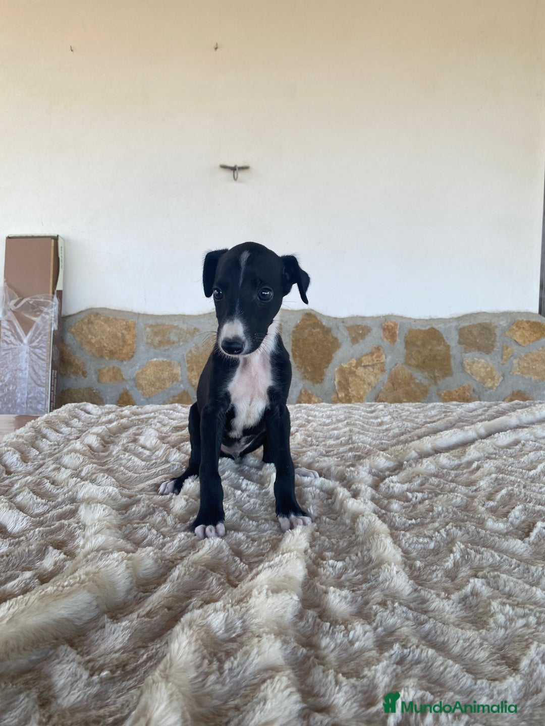Galgo Español perros en venta: Galgo español machos - Imagen 5