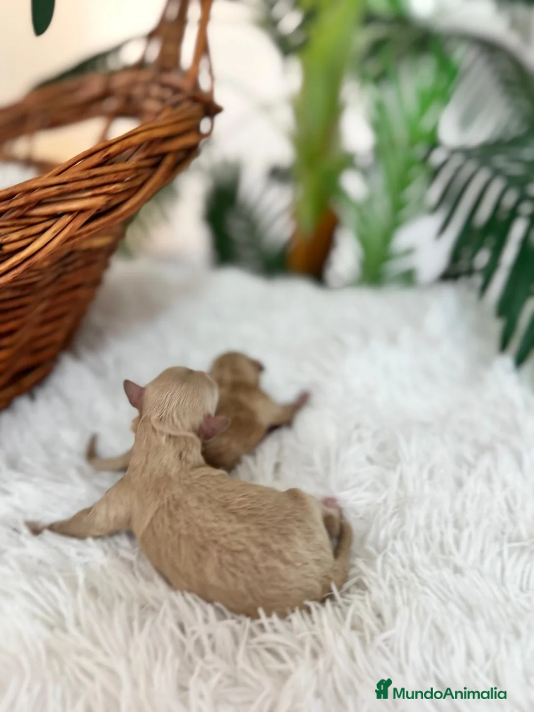 Maltipoo perros en venta: MALTIPOO HEMBRA - Anuncio 16