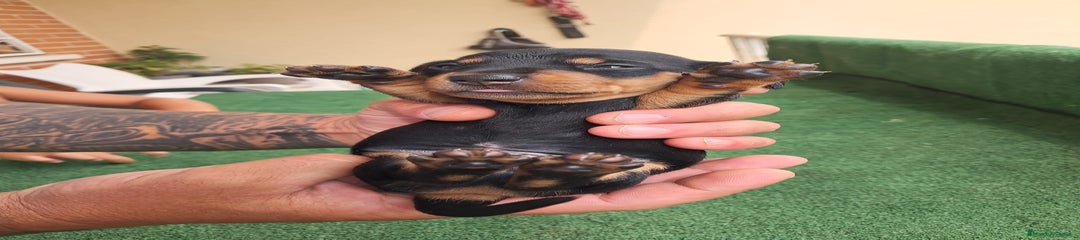 Teckel Miniatura Cachorro 4
