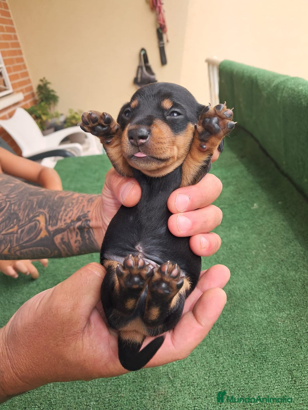 Teckel Miniatura perros en venta: Teckel Miniatura  - Imagen 26