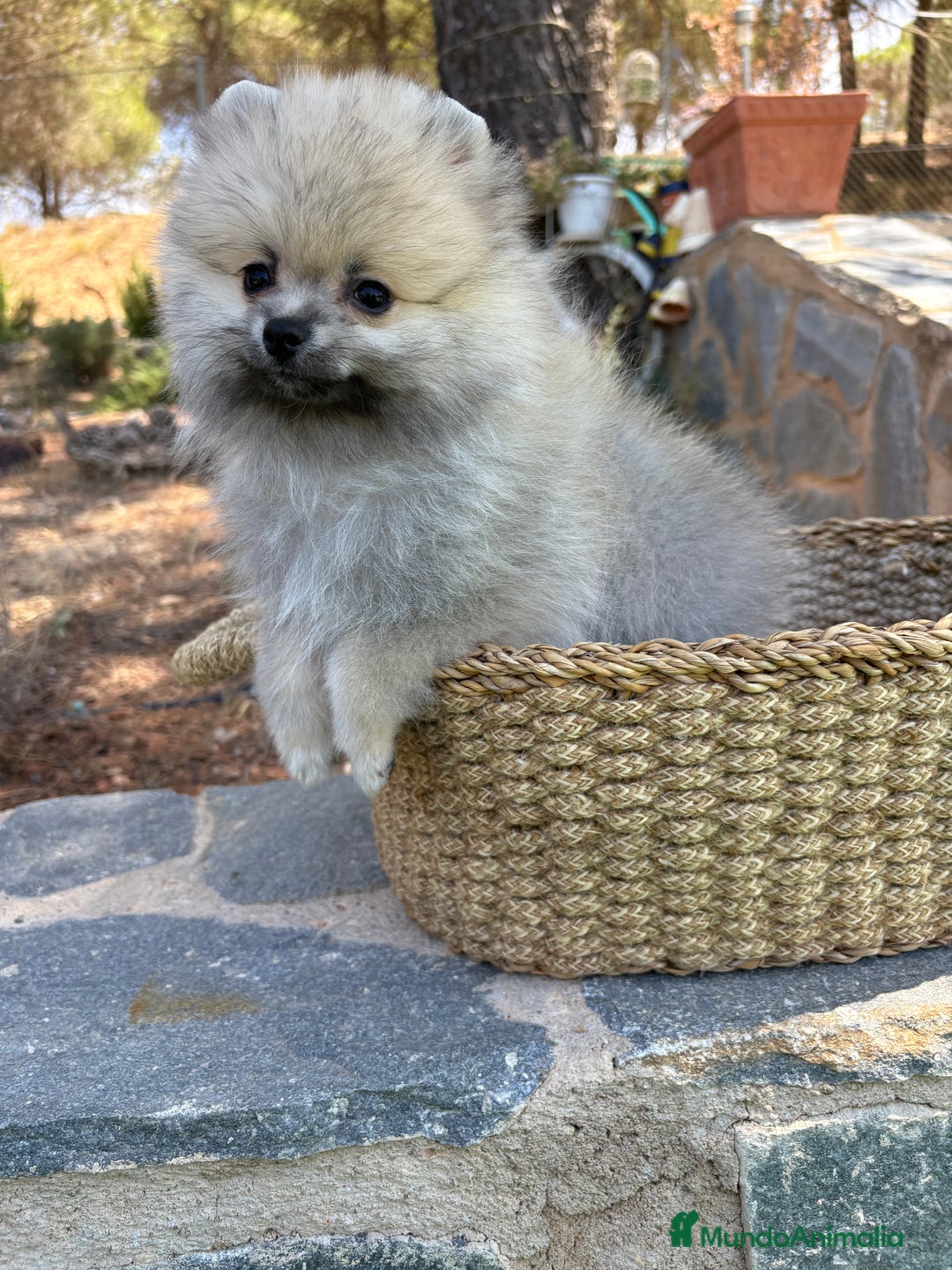 Pomerania perros en venta: Pomerania Macho sable para entregar  - Imagen 5