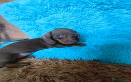 Teckel perros en venta: Teckel kaninchen hembra  - Imagen 2
