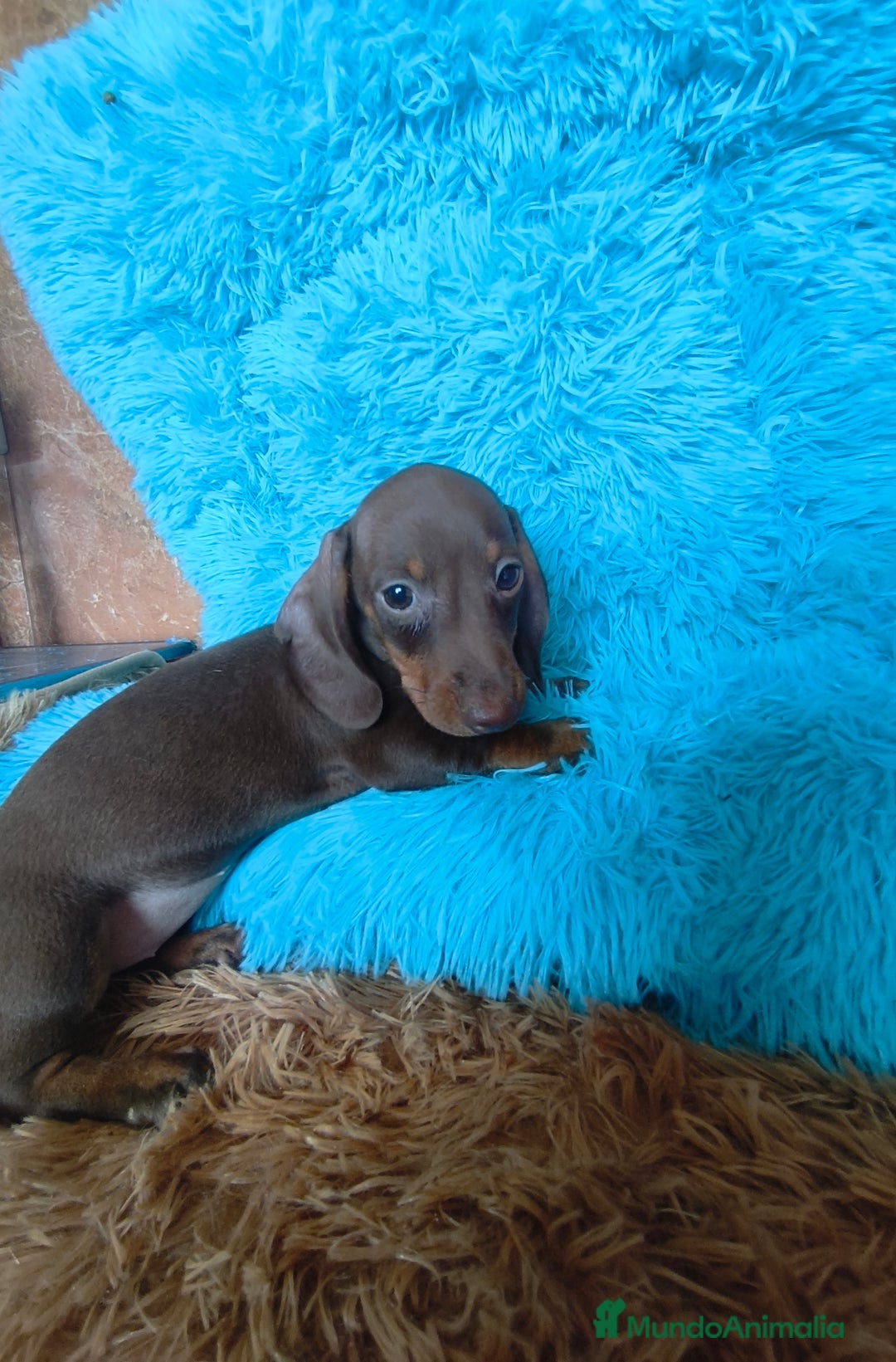 Teckel perros en venta: Teckel kaninchen hembra  - Imagen 2