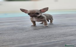 Chihuahua perros en venta: CHIHUAHUA MACHO - Imagen 5