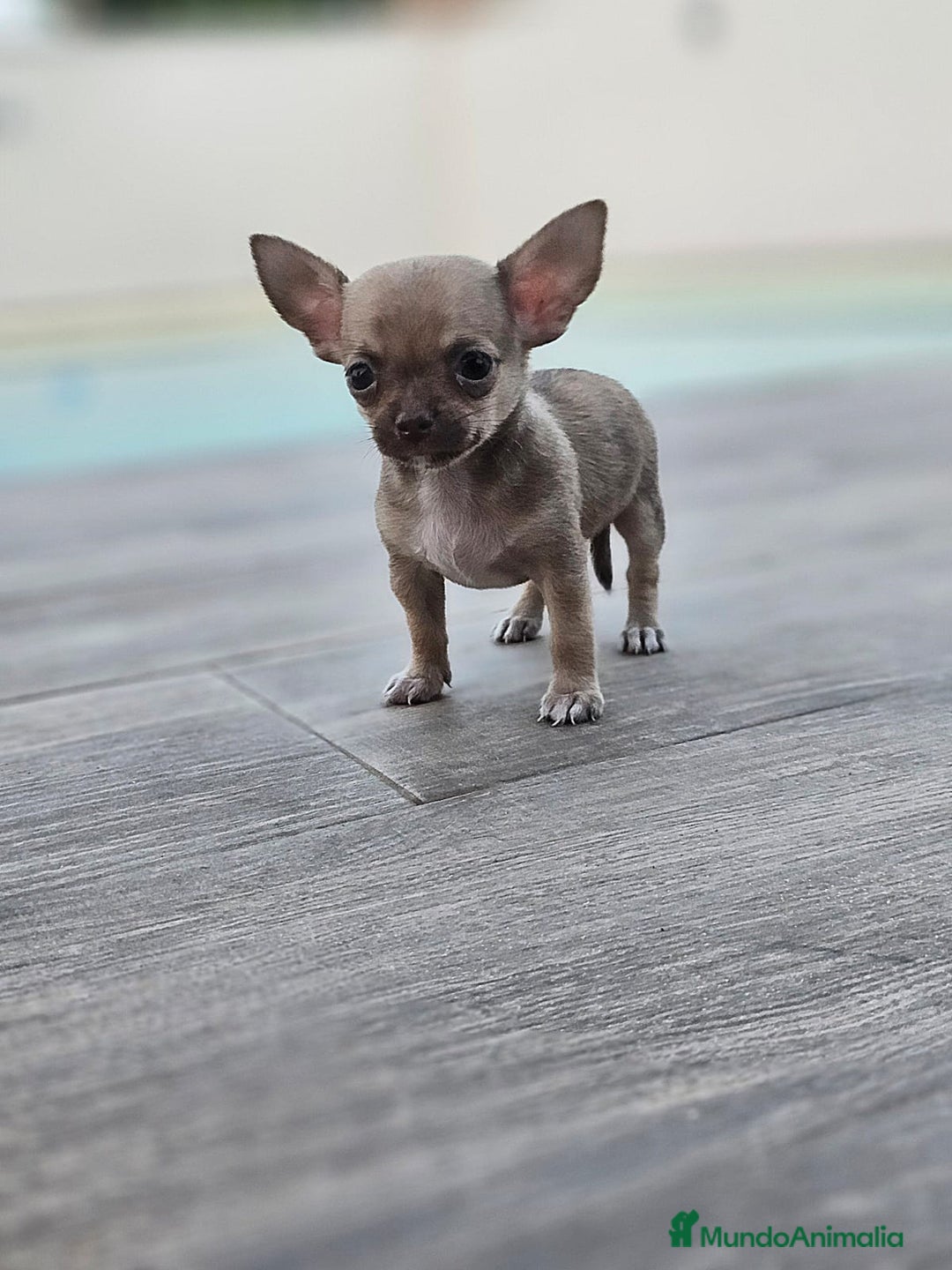 Chihuahua perros en venta: CHIHUAHUA MACHO - Imagen 5