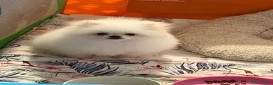 Pomerania 1