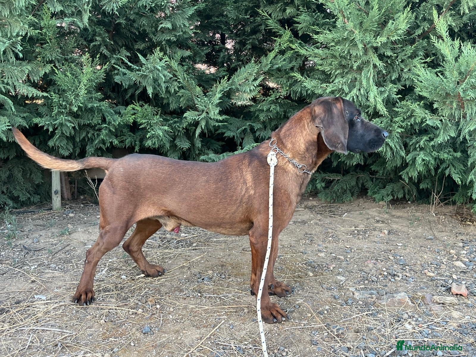 Sabueso de Sangre de Baviera perros Sabueso de sangre baviera - Anuncio 1