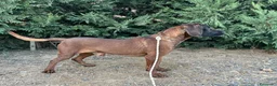 Sabueso de Sangre de Baviera perros en venta: Sabueso de sangre baviera - Anuncio 1