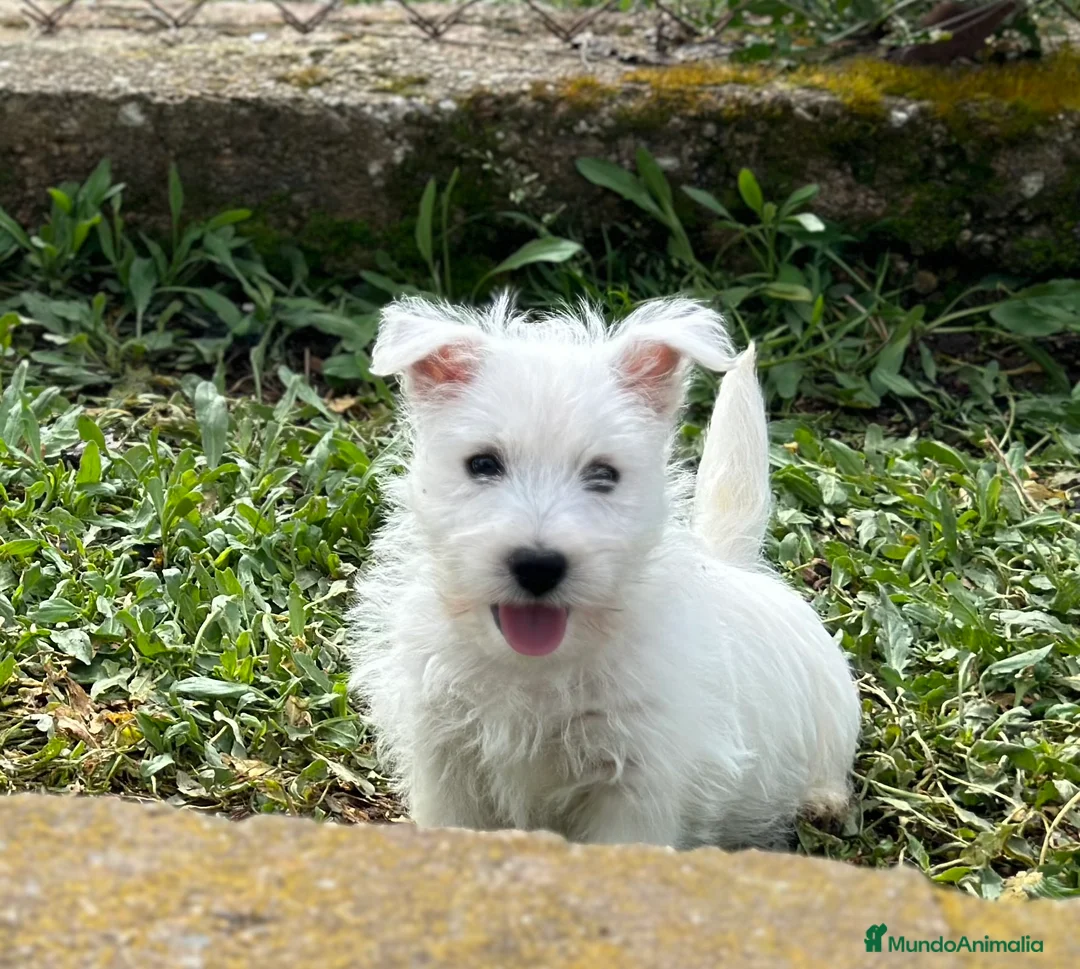 West Highland White Terrier perros en venta: WESTY MACHO DISPONIBLE! en Barcelona - Anuncio 2