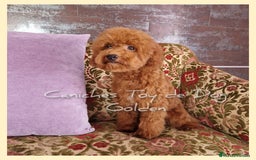 Caniche Toy perros en venta: Cachorros caniches toy - Imagen 7