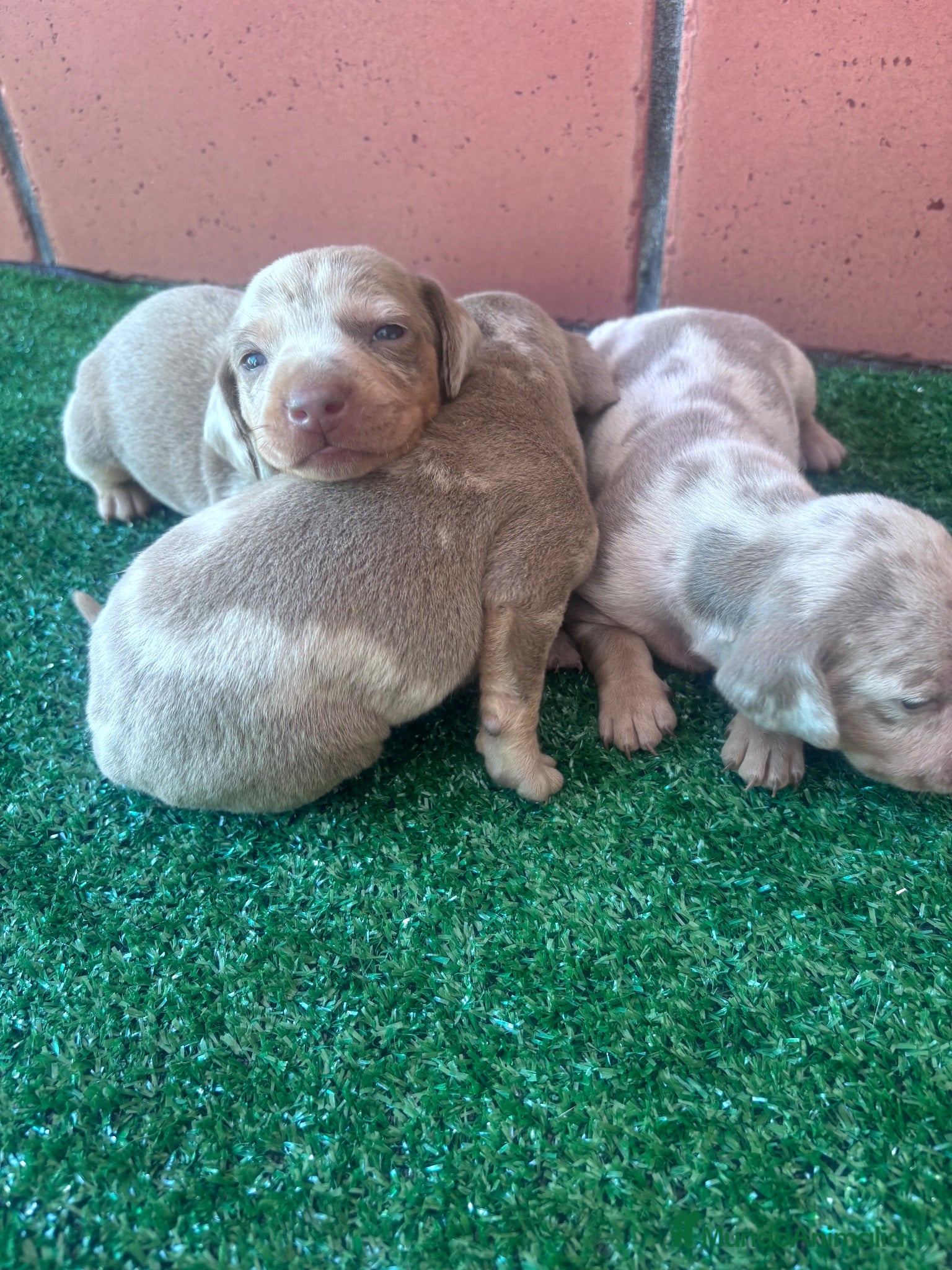 Teckel Miniatura perros Preciosos Teckel arlequín Isabella y chocolate - Anuncio 2