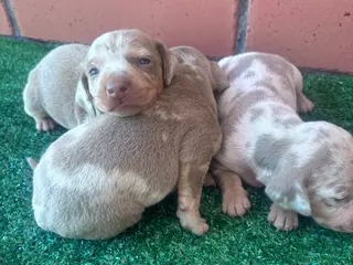 Teckel Miniatura perros Preciosos Teckel arlequín Isabella y chocolate - Anuncio 2