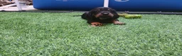 Teckel perros en venta: Teckel  - Anuncio 3