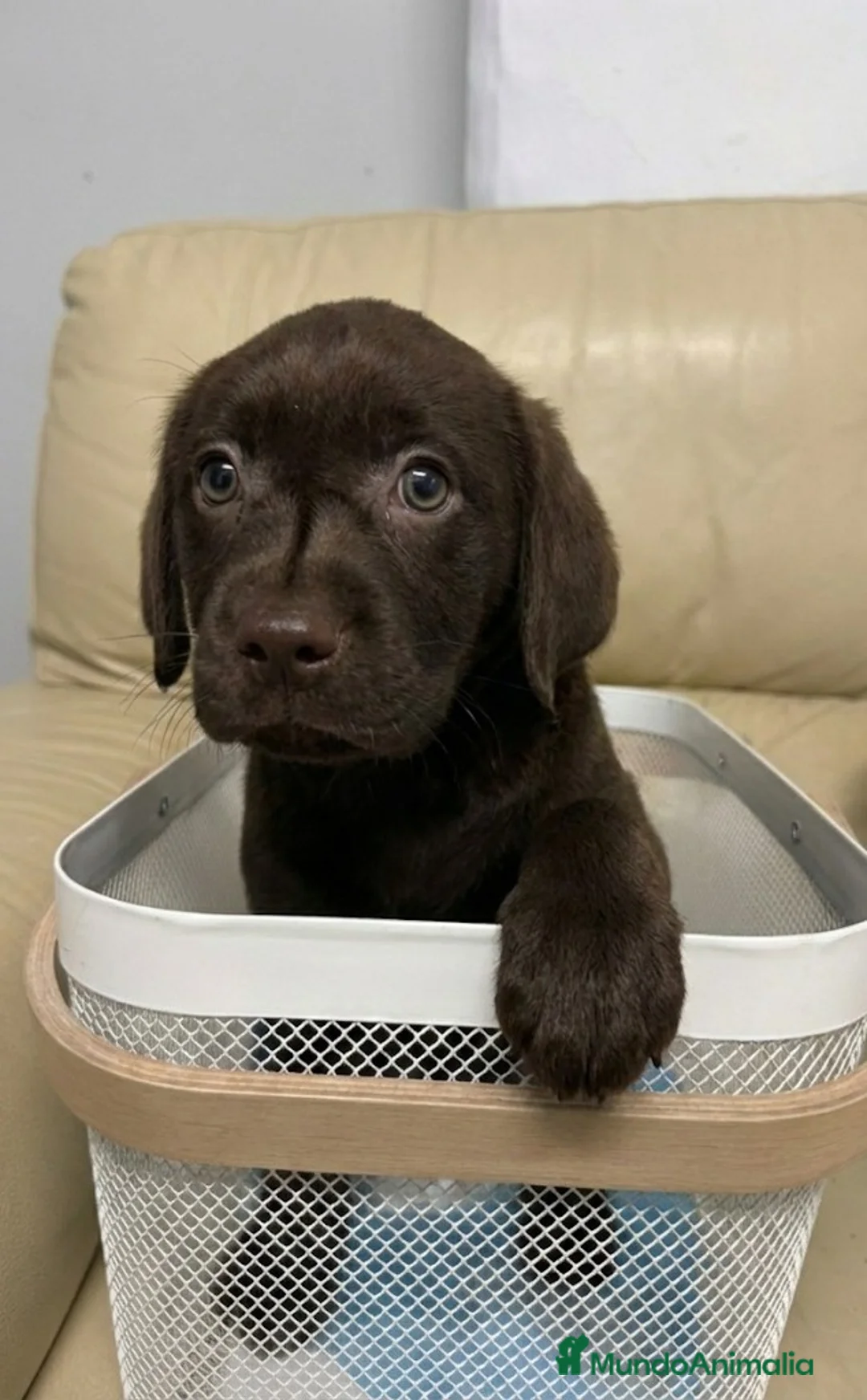 Labrador Retriever perros en venta: Labrador chocolate  - Anuncio 2