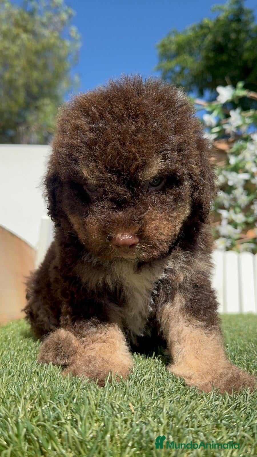 Perro de Agua Español perros en venta: PERRO DE AGUA ESPAÑOL - Anuncio 6
