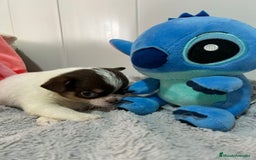 Chihuahua perros en venta: Chihuahua toy rusos - Imagen 16