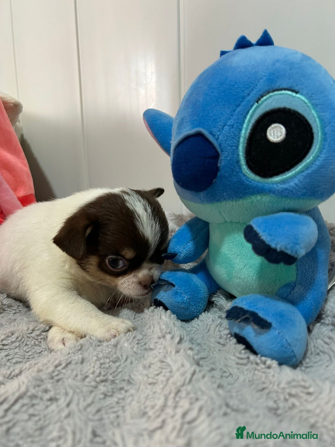 Chihuahua perros en venta: Chihuahua toy rusos - Imagen 16