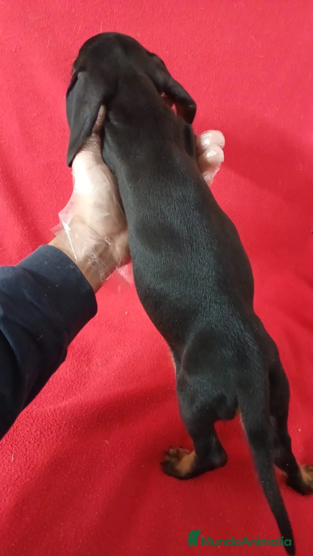 Teckel Miniatura perros en venta: Teckel Mini Negro y Fuego  - Anuncio 3