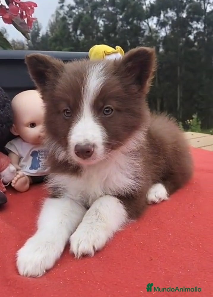 Border Collie perros Border collie. Machos - Anuncio 4